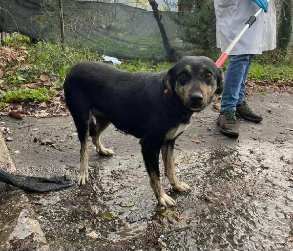 Femmina Giovane Kg17 In Lista Soppressione!!!!!